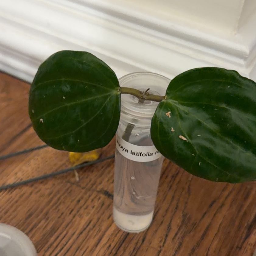 Photo of the plant species Hoya Latifolia by @StoriedCyclamen named Red Borneo on Greg, the plant care app