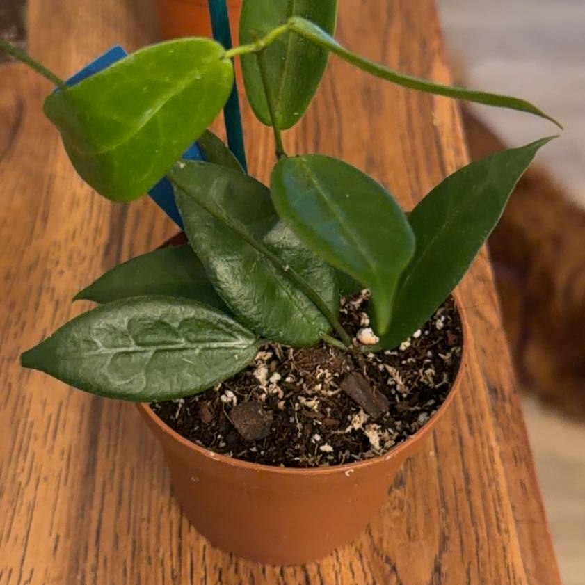 Photo of the plant species Hoya piestolepis by @StoriedCyclamen named Piestolepis à la PP on Greg, the plant care app