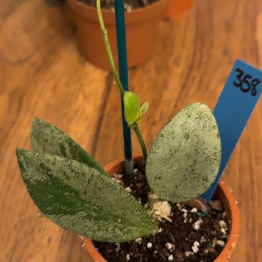 Photo of the plant species IR-26 by @StoriedCyclamen named Collina NoID on Greg, the plant care app