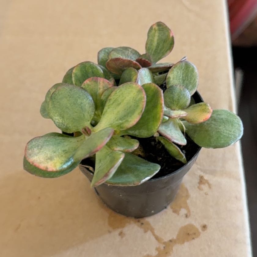 Photo of the plant species Mosaic Jade by @StoriedCyclamen named Variegata on Greg, the plant care app