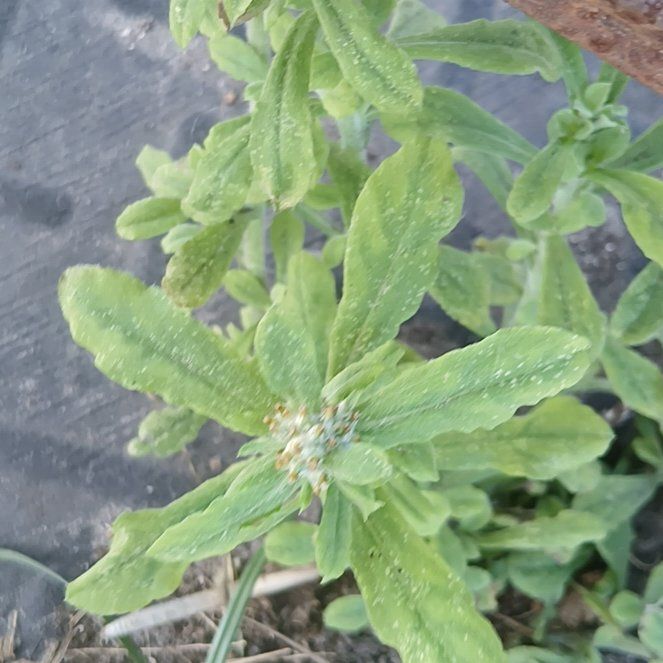 Photo of the plant species Tropic Croton by @JocundHardykiwi named Ronaldo on Greg, the plant care app