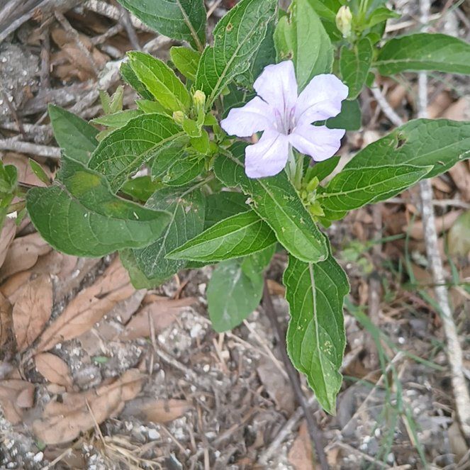 Photo of the plant species Wild Petunia by @JocundHardykiwi named Treeyoncé on Greg, the plant care app