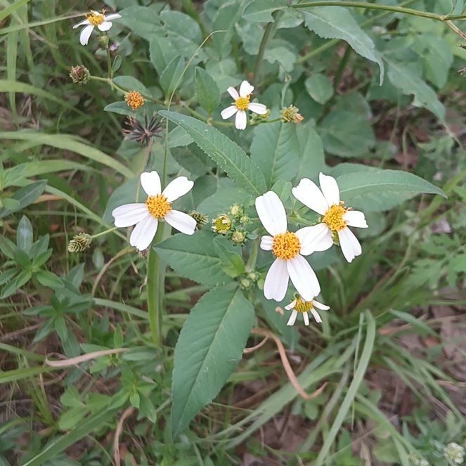 Photo of the plant species Hairy Beggarticks by @JocundHardykiwi named McKinley on Greg, the plant care app
