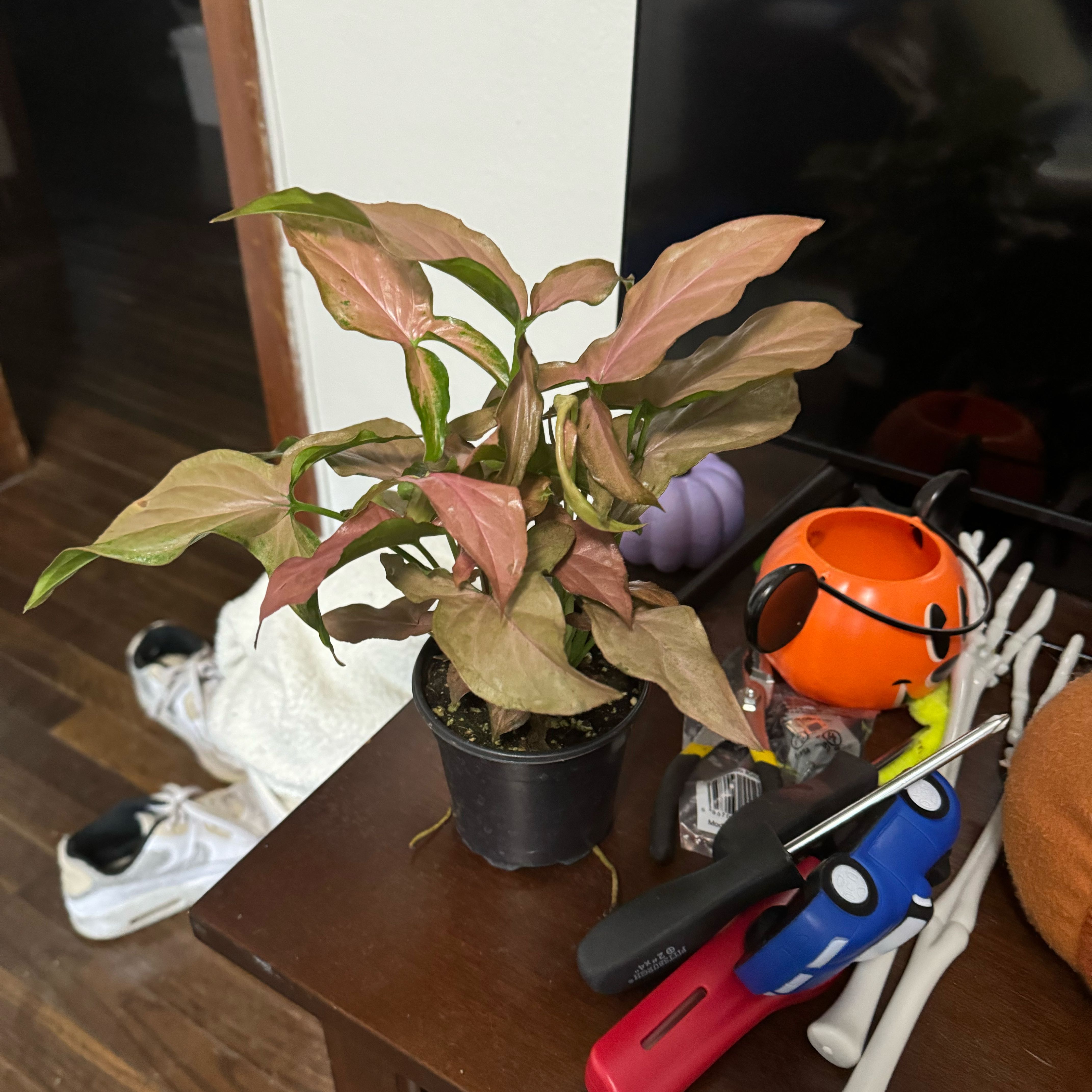 Photo of the plant species Syngonium Pink Blitz by @KookyJerseyfern named Aurora on Greg, the plant care app