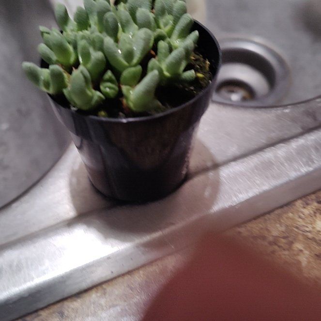 Photo of the plant species Kussingvygie by @AlwaysLightwood named Stella on Greg, the plant care app
