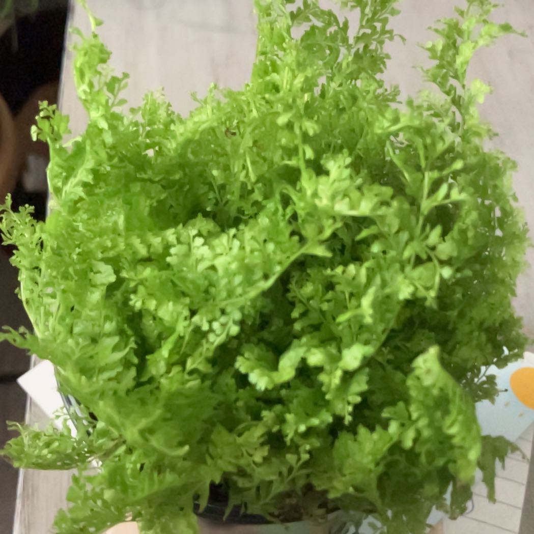 Photo of the plant species Cotton Candy Fern by @SassySedeveria named Gregarious on Greg, the plant care app