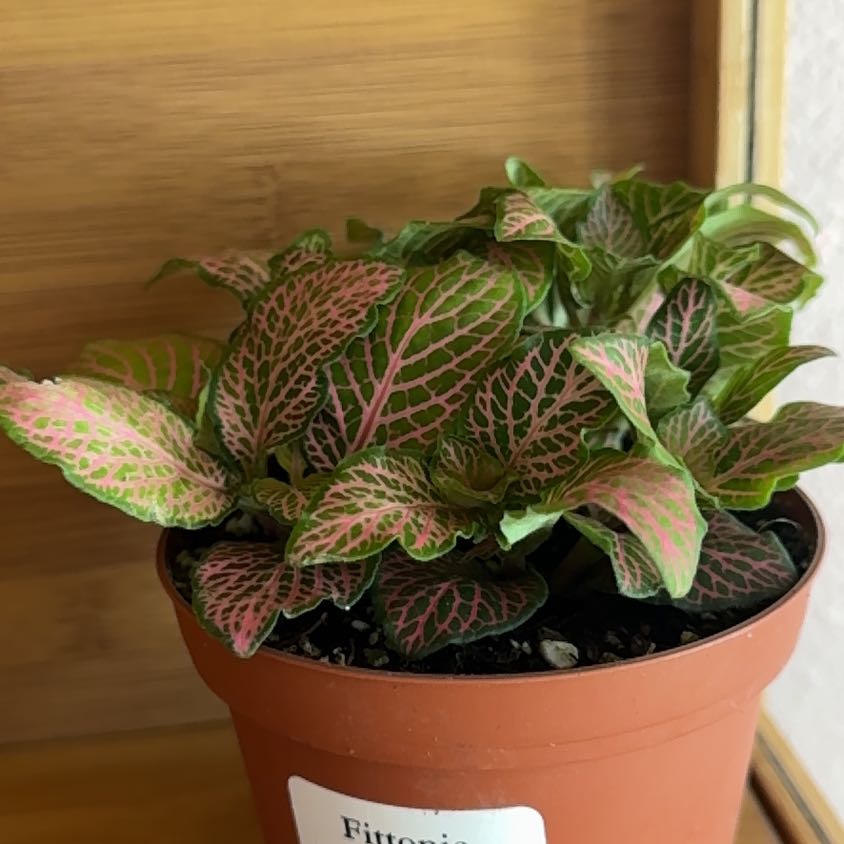 Photo of the plant species Nerve Plant 'Forest' by @EstheticKiekie named Denali on Greg, the plant care app