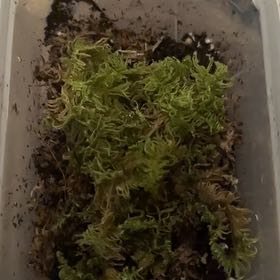 Photo of the plant species Knights Plume Moss by @SwellSandsedge named Bigleef Smalls on Greg, the plant care app