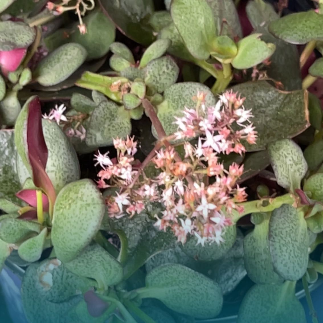 Photo of the plant species Red Fairy Crassula by @DoughtyMizuna named Maya on Greg, the plant care app