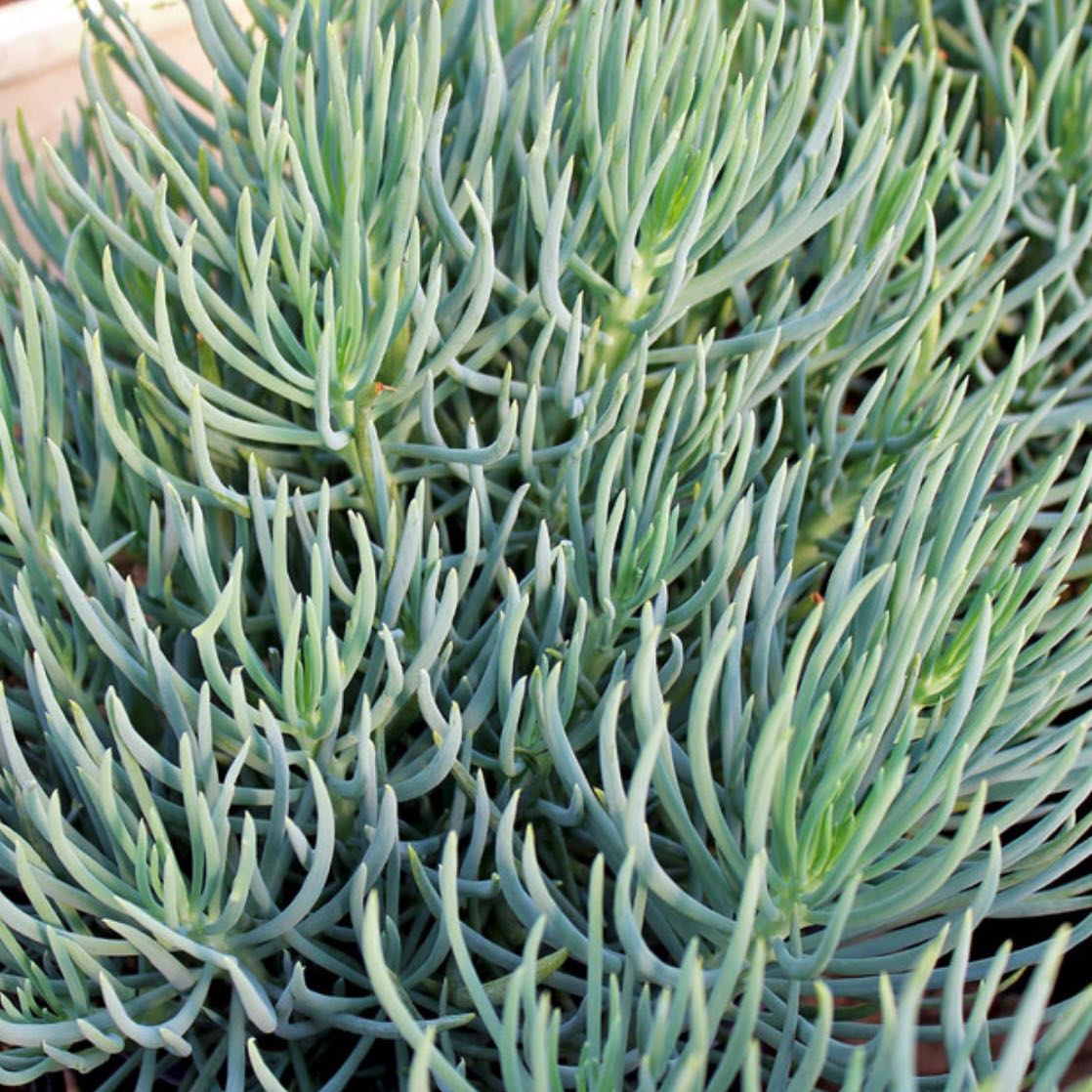 Photo of the plant species Blue Chalksticks by @DoughtyMizuna named Pax on Greg, the plant care app