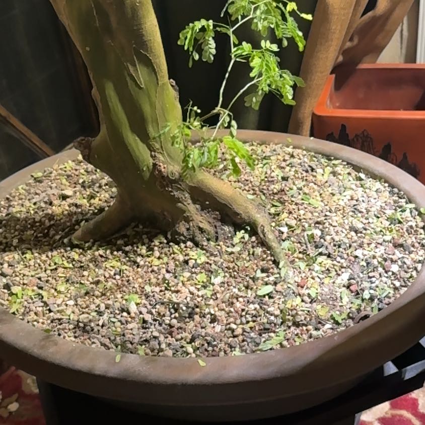 Photo of the plant species Brazillian Rain Tree by @GladOrangejelly named Terra on Greg, the plant care app