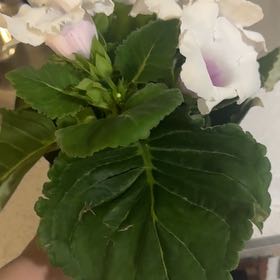 Photo of the plant species Florist's gloxinia by @AmiableTawapou named Girlfrond on Greg, the plant care app