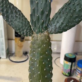 Photo of the plant species Woolyjoint Prickly Pear by @AmiableTawapou named Demi on Greg, the plant care app