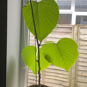 Photo of the plant species Hawaiian baby woodrose by @UpfrontRedlog named Emerson on Greg, the plant care app