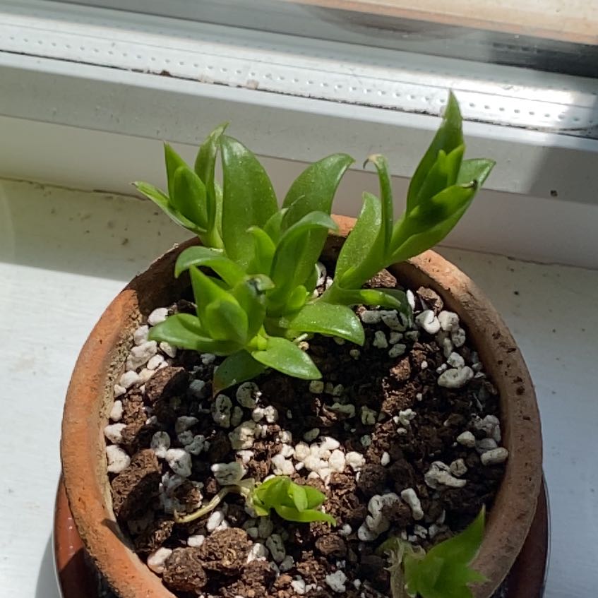 Photo of the plant species Kanna by @UpfrontRedlog named Demi on Greg, the plant care app