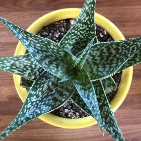 Photo of the plant species Aloe 'Pinto' by @MajorLarkspur named Marley on Greg, the plant care app