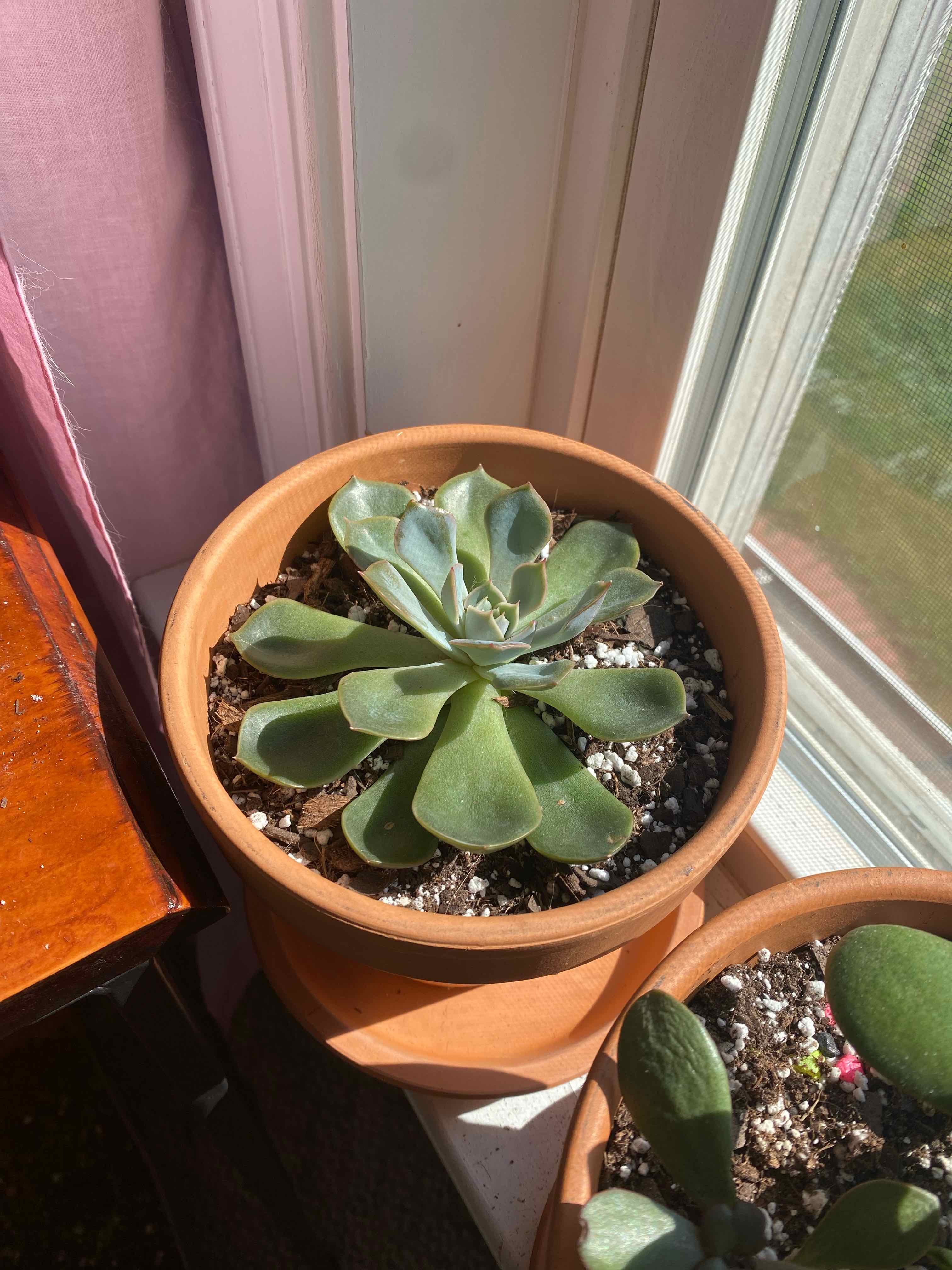 Potted Echeveria 'Orion' succulent near a window with visible soil.