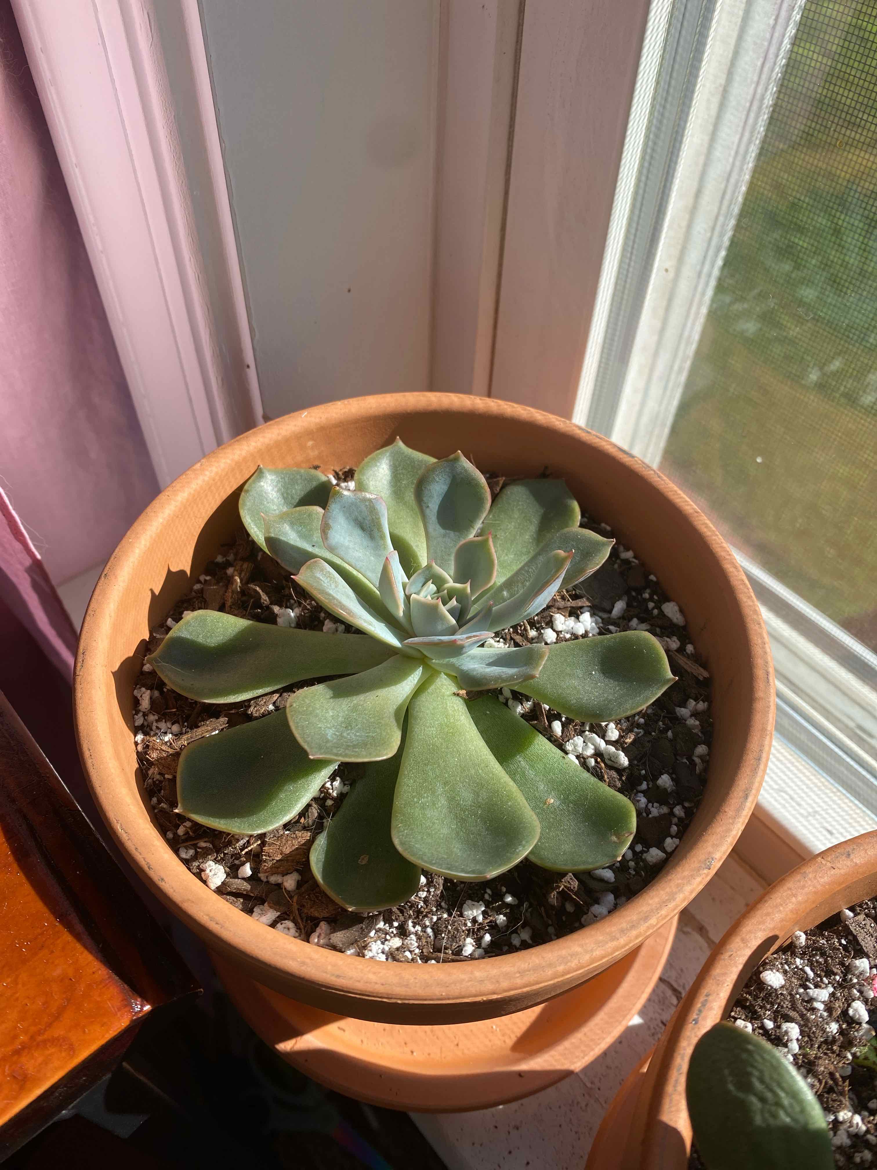 Potted Echeveria 'Orion' succulent near a window, healthy and well-framed.