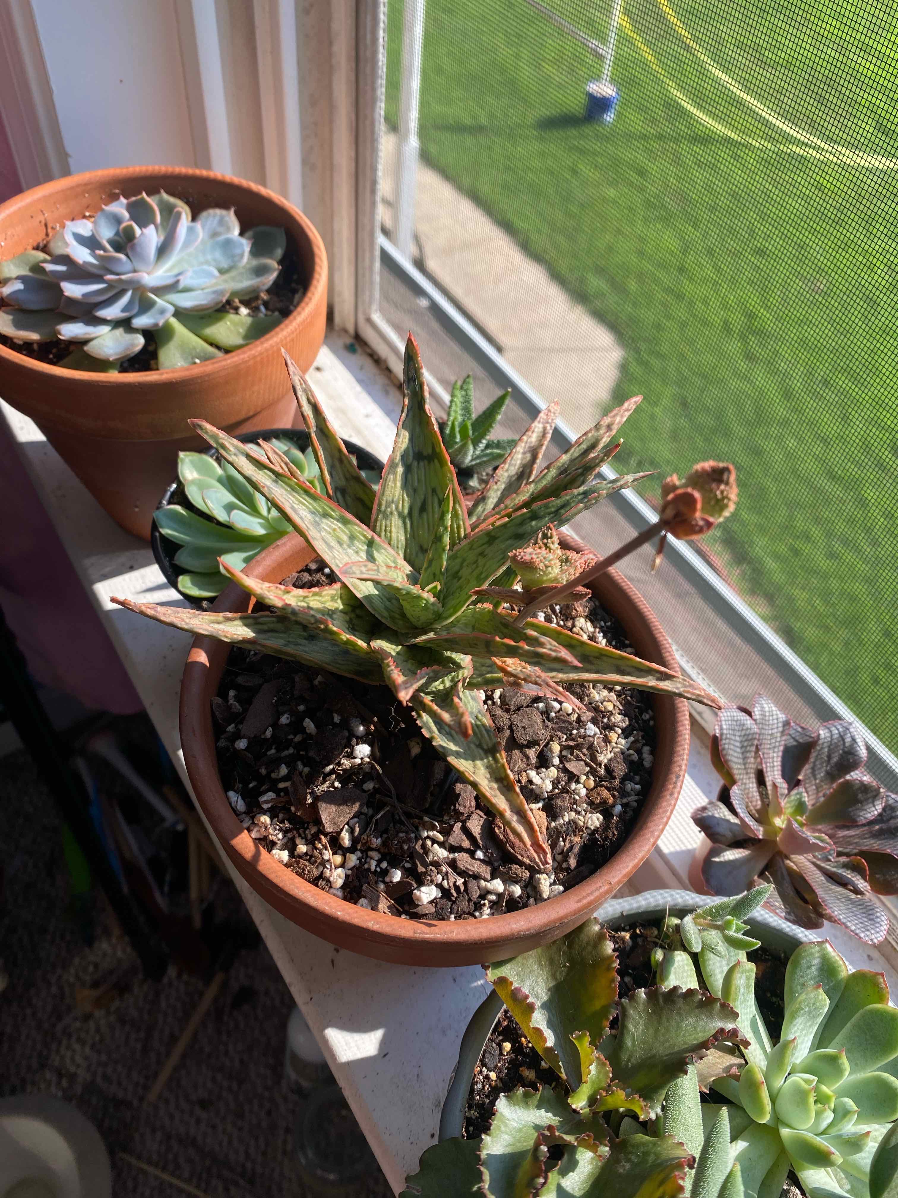 Pink Blush Aloe plant in a pot on a windowsill with some browning leaves and other plants in the background.