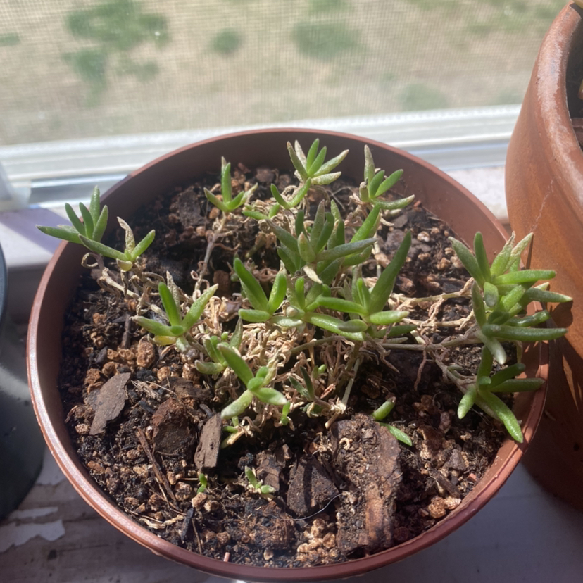 Potted Iceplant with green succulent leaves and some dry, brown parts.