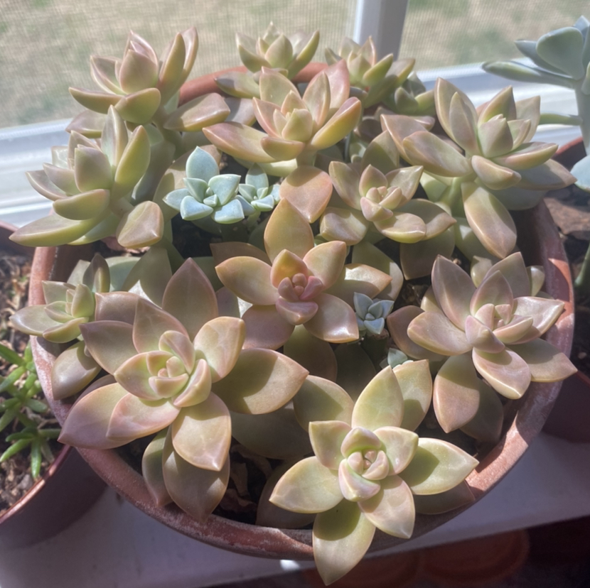 Photo of the plant species Graptosedum 'California Sunset' by @HopelessSkye named Sunny on Greg, the plant care app