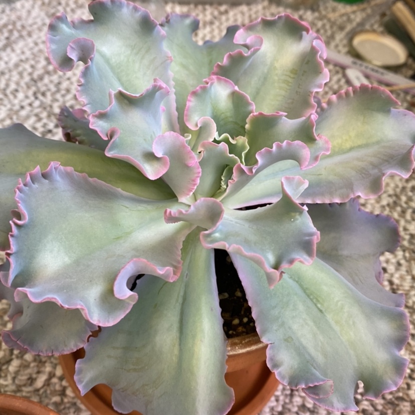 Photo of the plant species Curly Locks by @HopelessSkye named Big Bertha on Greg, the plant care app