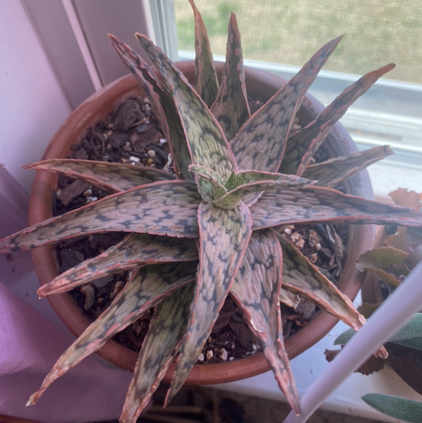Photo of the plant species Pink Blush Aloe by @HopelessSkye named Anne on Greg, the plant care app