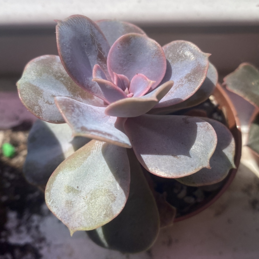 Photo of the plant species Echeveria 'Perle von Nurnberg' by @HopelessSkye named Lady on Greg, the plant care app