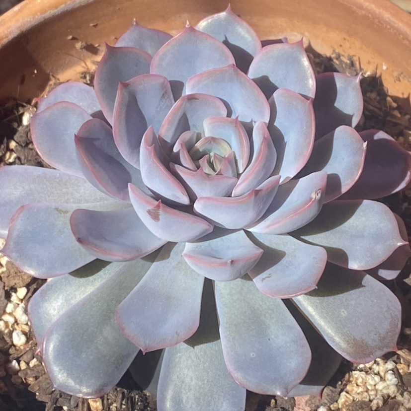 Photo of the plant species Echeveria 'Orion' by @HopelessSkye named Aura on Greg, the plant care app