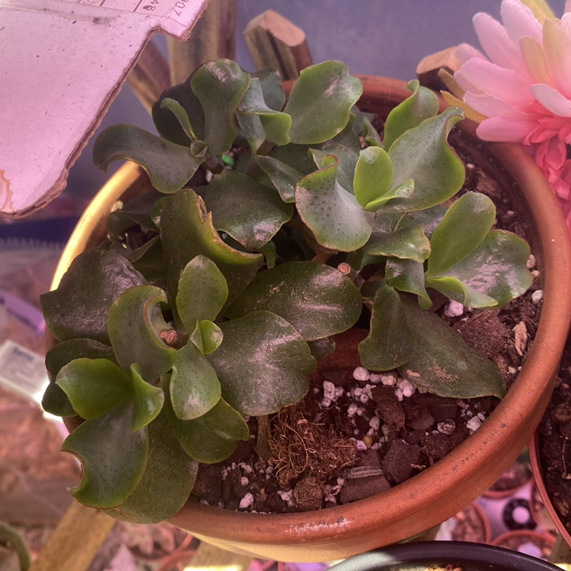 Ripple Jade plant in a terracotta pot with visible soil and healthy green leaves.