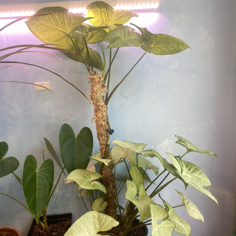 Syngonium 'White Butterfly' plant with green and white leaves in a pot, other plants in background.
