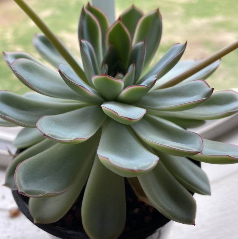 Photo of the plant species Echeveria pulidonis by @HopelessSkye named Willow on Greg, the plant care app