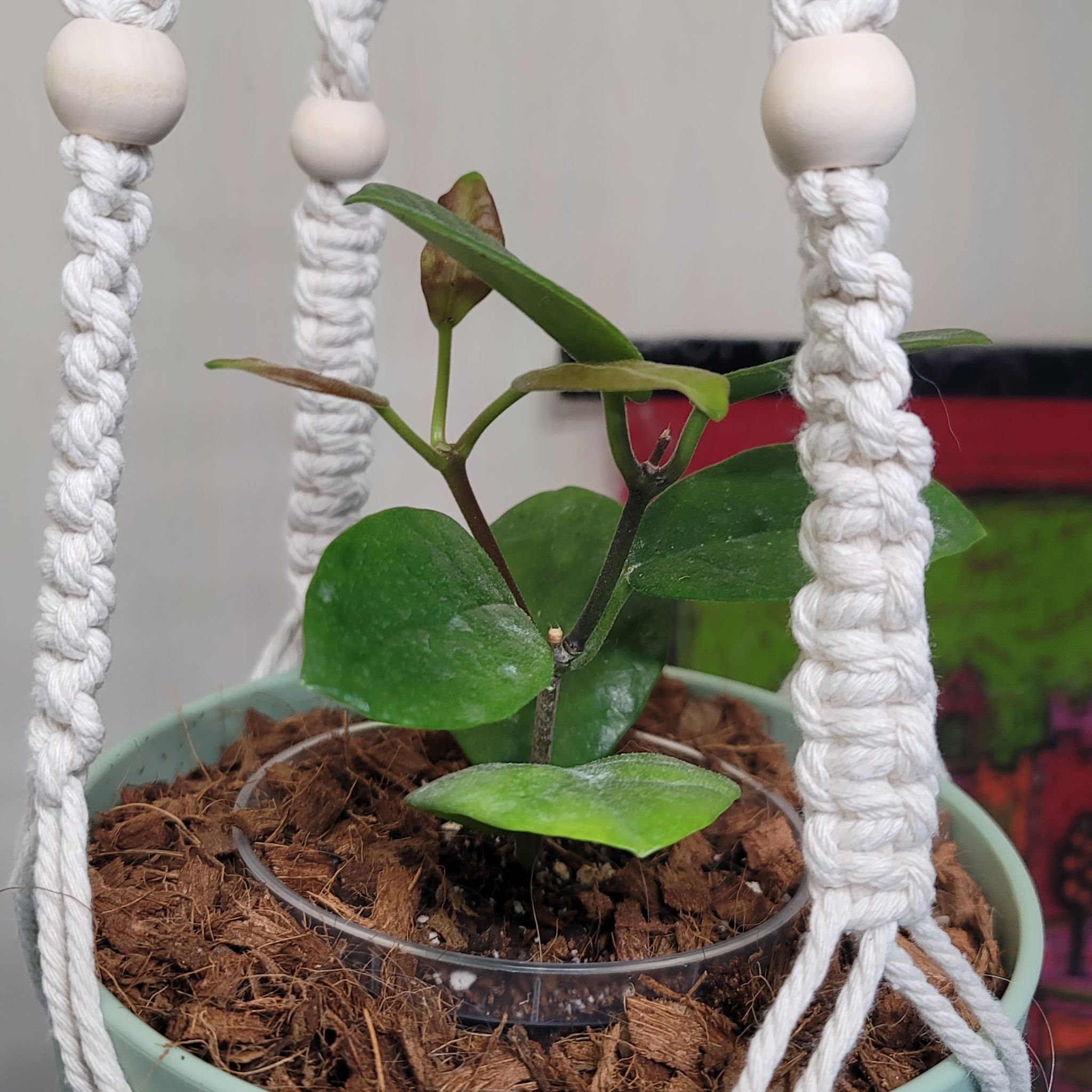 Photo of the plant species Hoya coronaria by @SugarTitanarum named Delilah on Greg, the plant care app
