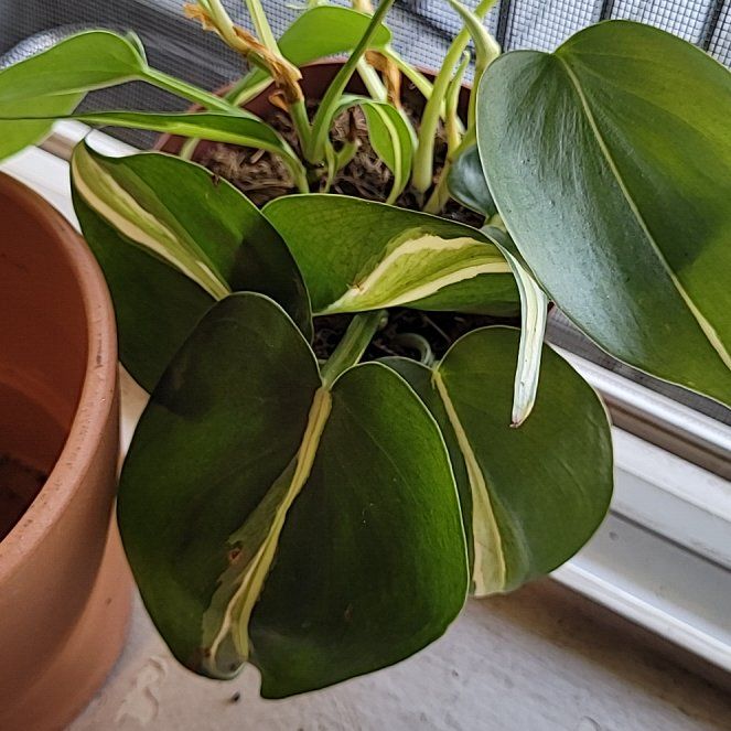 Photo of the plant species Silver Stripe Philodendron by @BusySnowpeas named Lucius on Greg, the plant care app