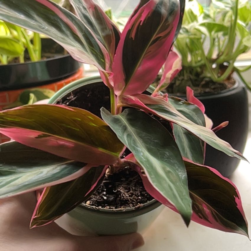 Stromanthe sanguinea 'Tricolor' plant with vibrant variegated leaves in a pot.