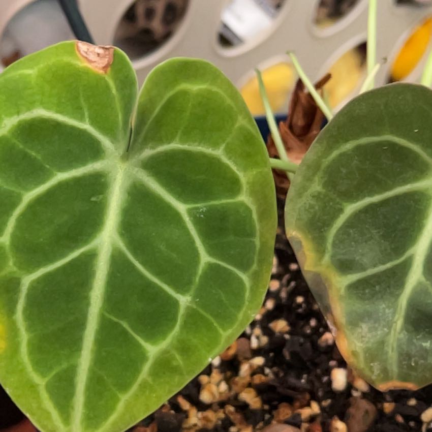 Close-up of Velvet Cardboard Anthurium with veined leaves, minor browning and yellowing, and visible soil.