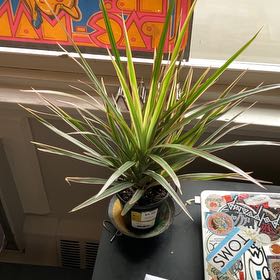 Photo of the plant species Margin by @WinCandykisses named Elina on Greg, the plant care app