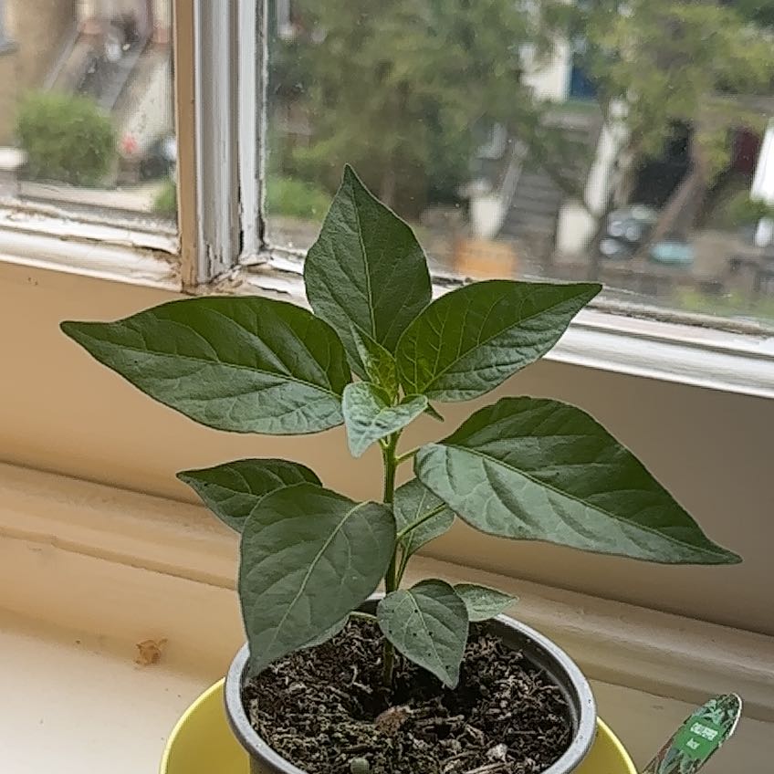 Photo of the plant species Apache Chili by @GemViciasativa named Spicy mama on Greg, the plant care app