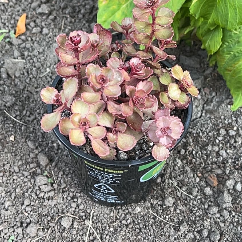 Photo of the plant species Sedum Dream Dazzler by @EquippedRedmint named Daphne on Greg, the plant care app