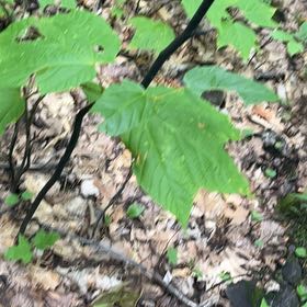 Photo of the plant species Striped Maple by @SmoothWoreya named Orlando Bloom on Greg, the plant care app