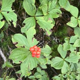 Photo of the plant species Bunchberry by @SmoothWoreya named Coco on Greg, the plant care app