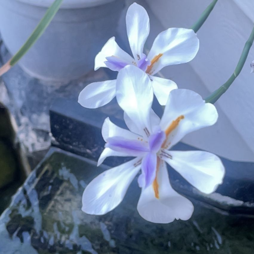 Photo of the plant species Dietes Grandiflora by @BestRattleweed named Sage on Greg, the plant care app