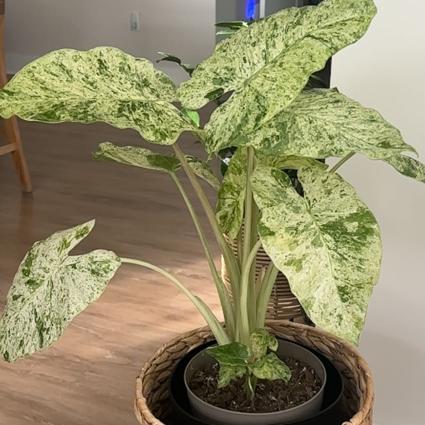 Photo of the plant species varigated elephants ear by @Plantingtoday named Leonardo on Greg, the plant care app