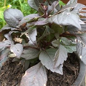 Photo of the plant species Black Dalia by @ExactCapeweed named Beckham on Greg, the plant care app