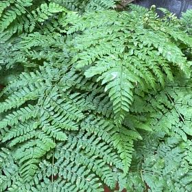 Photo of the plant species Austral Lady Fern by @ExactCapeweed named Huckleberry Fern on Greg, the plant care app