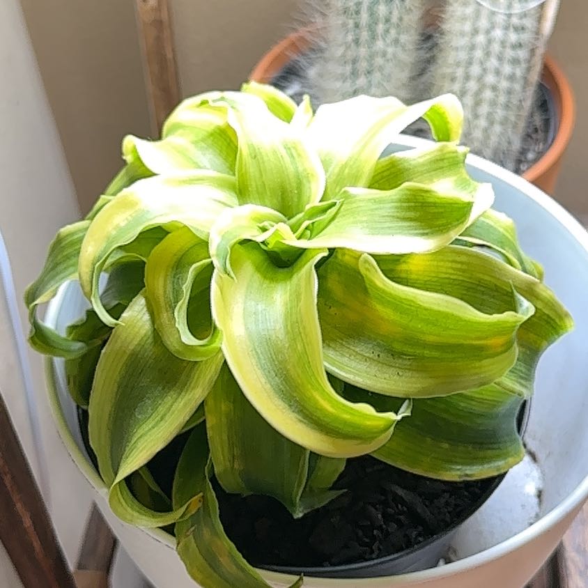 Photo of the plant species Draceana Tornado by @TRoehl4 named Denali on Greg, the plant care app