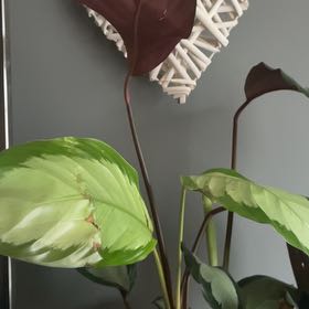 Photo of the plant species Calathea 'Corona' by @SilveryAjwain named Calathea on Greg, the plant care app