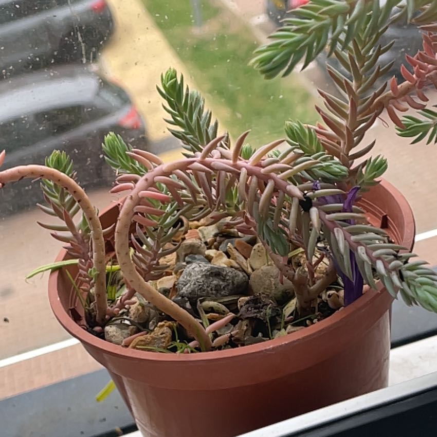 Photo of the plant species Red Wiggle by @SilveryAjwain named Sedum ochroleucum on Greg, the plant care app