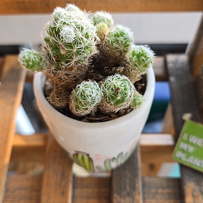 Photo of the plant species Thimble Cactus by @NationalOrpine named Diana on Greg, the plant care app