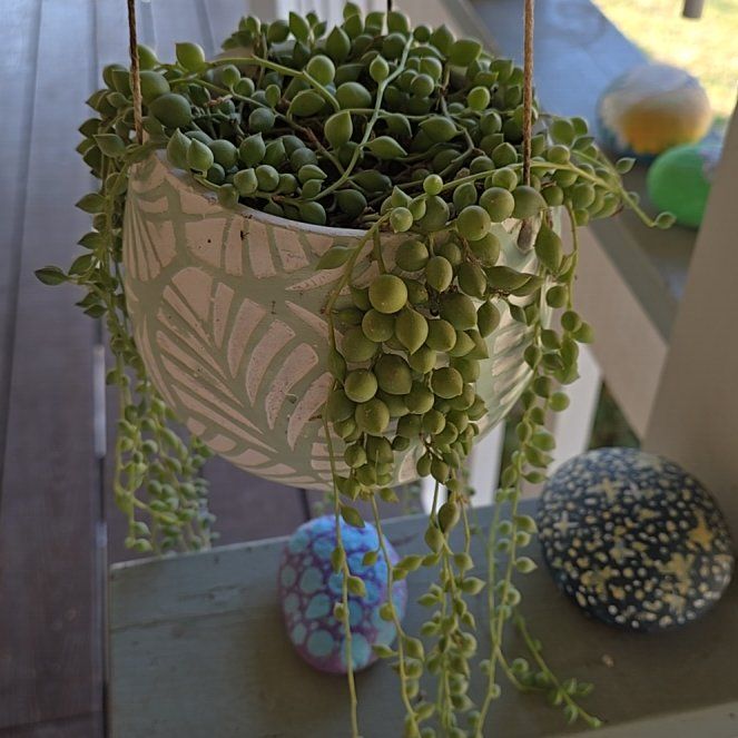 Photo of the plant species Angel Tears Varigated by @NationalOrpine named Bruce Lee on Greg, the plant care app